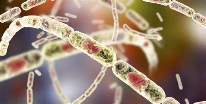 What is the scientific name of the bacteria that causes anthrax?