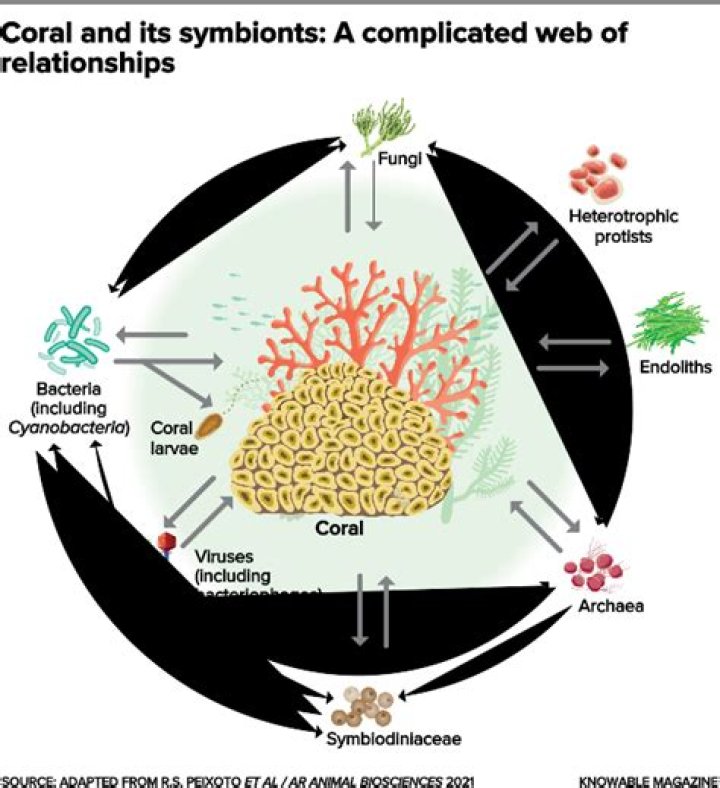 What is the symbiotic relationship between coral and algae?