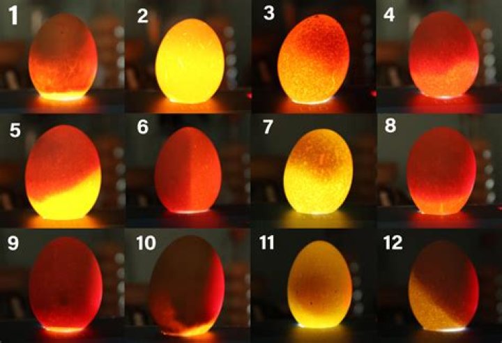 What to do if an egg is to cold in Ark?