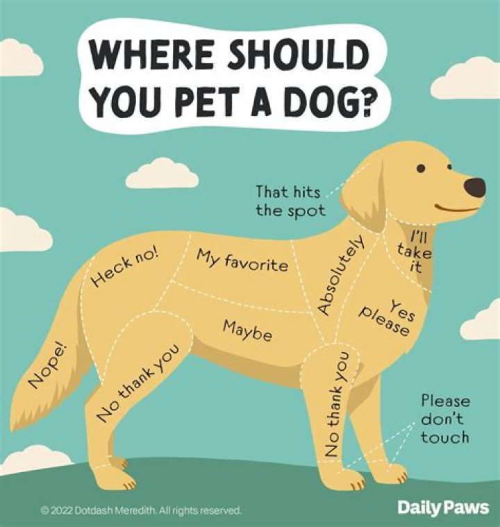 What type of dog is holy?