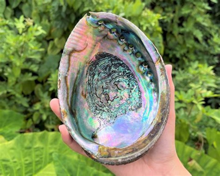 What were abalone shells used for?