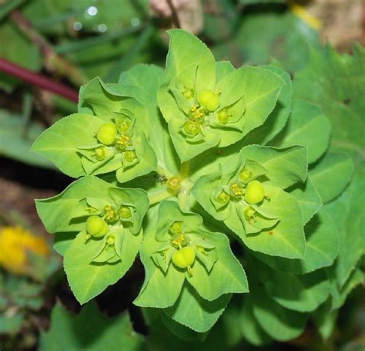 Why is Euphorbia toxic?