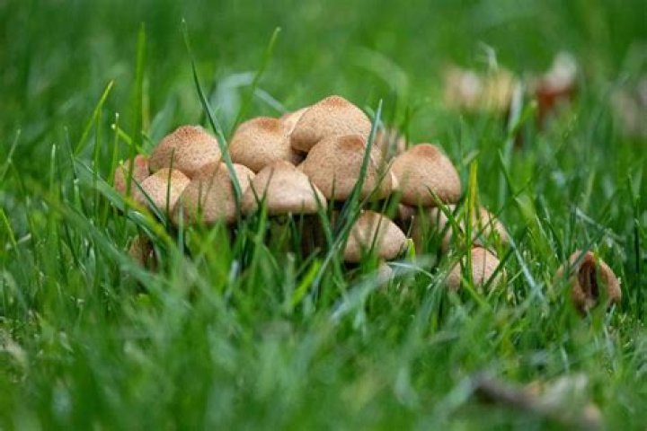Why is my yard suddenly full of mushrooms?